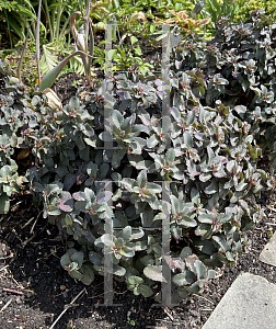 Picture of Hylotelephium  'Purple Emperor'