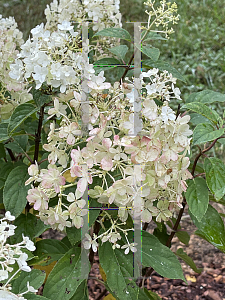 Picture of Hydrangea paniculata 'Phantom'