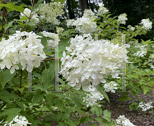 Picture of Hydrangea paniculata 'Phantom'