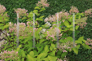 Picture of Hydrangea paniculata 'Phantom'