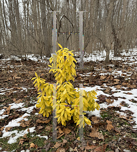 Picture of Illicium parviflorum 'Florida Sunshine'