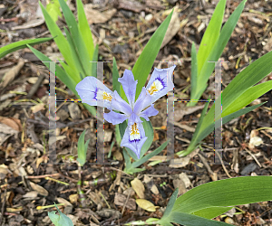 Picture of Iris cristata 'Powder Blue Giant'