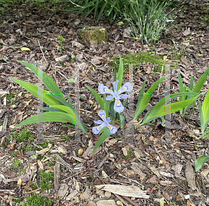 Picture of Iris cristata 'Powder Blue Giant'