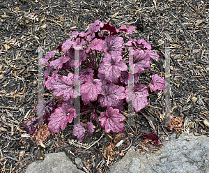 Picture of Heuchera  'Electric Plum'