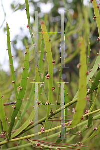 Picture of Muehlenbeckia platyclada '~Species'