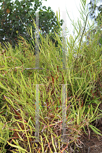 Picture of Muehlenbeckia platyclada '~Species'
