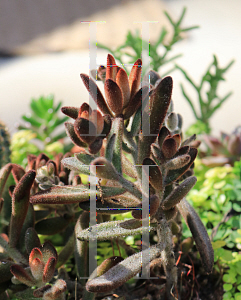 Picture of Kalanchoe tomentosa 'Chocolate Soldier'
