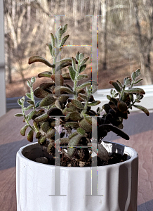 Picture of Kalanchoe tomentosa 'Chocolate Soldier'