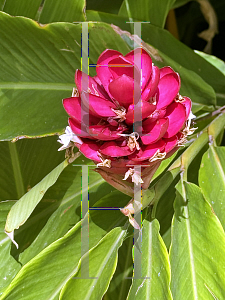 Picture of Alpinia purpurata '~Species'
