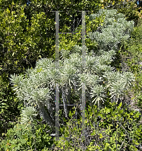 Picture of Heliotropium gnaphalodes '~Species'