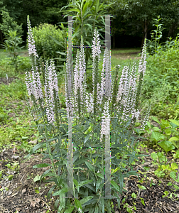 Picture of Veronica  'Novaverpin' (Moody Blues Pink)