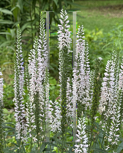 Picture of Veronica  'Novaverpin' (Moody Blues Pink)