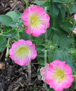 Picture of Petunia x hybrida 'Supertunia Daybreak Charm'