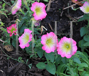 Picture of Petunia x hybrida 'Supertunia Daybreak Charm'