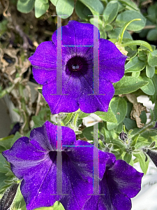 Picture of Petunia x hybrida 'Supertunia Mini Vista Ultramarine'