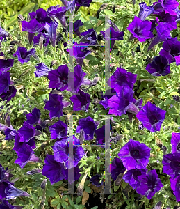 Picture of Petunia x hybrida 'Supertunia Mini Vista Ultramarine'