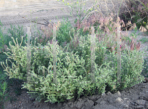 Picture of Johnstonella augustifolia '~Species'