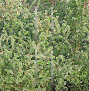 Picture of Johnstonella augustifolia '~Species'