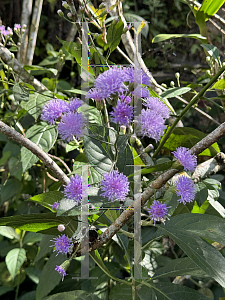 Picture of Cyanthillium cinereum '~Species'