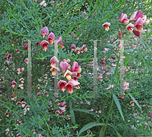 Picture of Cytisus  'Burkwoodii'