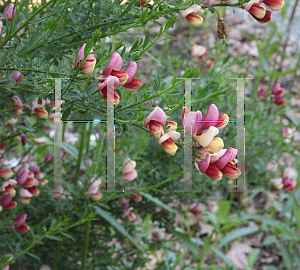Picture of Cytisus  'Burkwoodii'