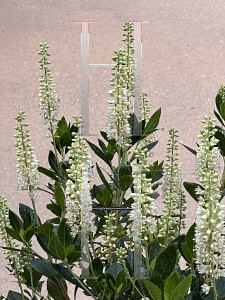 Picture of Clethra alnifolia 'Sixteen Candles'