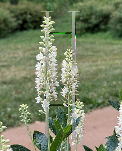 Picture of Clethra alnifolia 'Sixteen Candles'