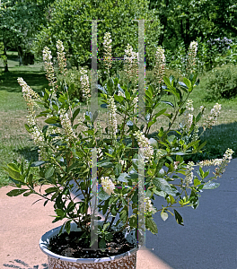 Picture of Clethra alnifolia 'Sixteen Candles'