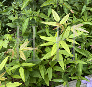 Picture of Desmodium paniculatum '~Species'