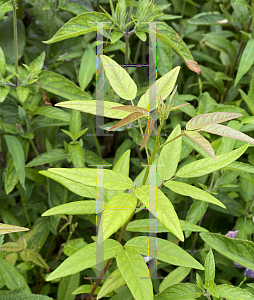 Picture of Desmodium paniculatum '~Species'