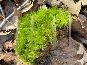 Picture of Dicranum scoparium '~Species'