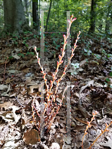 Picture of Epifagus virginiana '~Species'