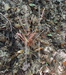 Picture of Epifagus virginiana '~Species'