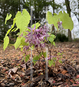 Picture of Epimedium grandiflorum 'Benedict's Violet'