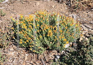 Picture of Ericameria cuneata '~Species'