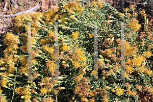 Picture of Ericameria cuneata '~Species'