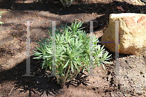 Picture of Erysimum  'Winter Joy'