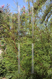 Picture of Grevillea x 'Firesprite'