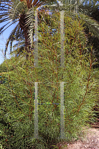 Picture of Grevillea x 'Firesprite'