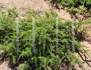 Picture of Grevillea juniperiana 'Molonglo'