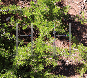 Picture of Grevillea juniperiana 'Molonglo'