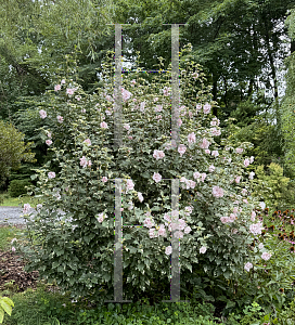 Picture of Hibiscus syriacus 'America Irene Scott' (Sugar Tip)