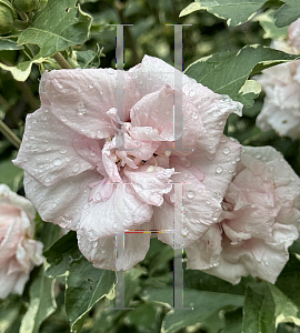 Picture of Hibiscus syriacus 'America Irene Scott' (Sugar Tip)