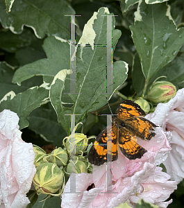 Picture of Hibiscus syriacus 'America Irene Scott' (Sugar Tip)