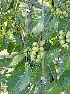 Picture of Mimusops coriacea '~Species'