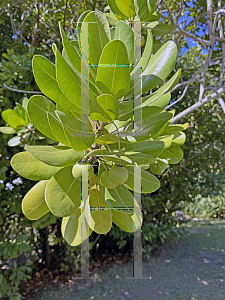 Picture of Mimusops coriacea '~Species'