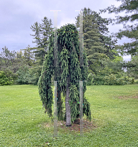 Picture of Picea abies 'Inversa'