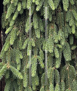 Picture of Picea abies 'Inversa'