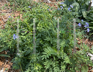 Picture of Polemonium reptans '~Species'