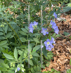 Picture of Polemonium reptans '~Species'